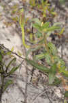 Seabeach evening primrose